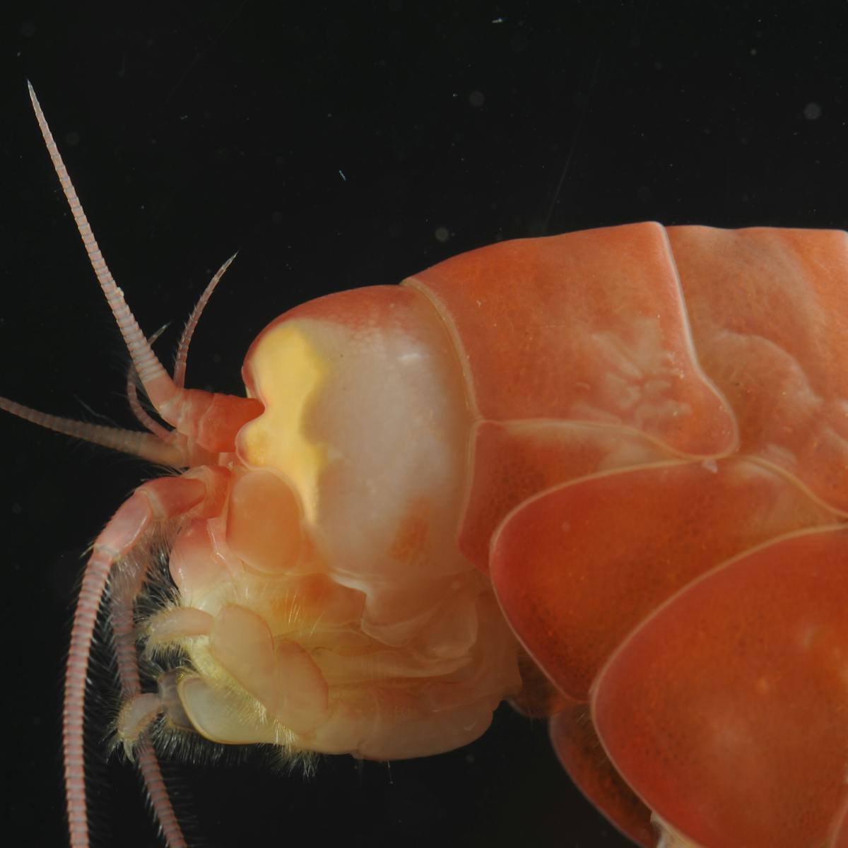 Ten Things You Never Knew About The Ocean S Deepest Places