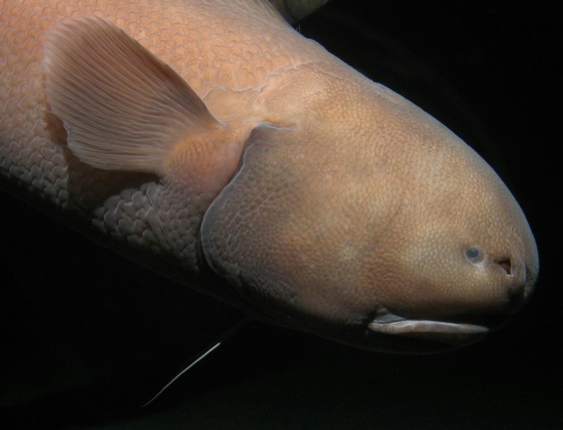 Ten Things You Never Knew About The Ocean S Deepest Places