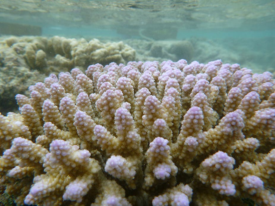 La Grande Barriere De Corail Deja Touchee Par L Acidification Des Oceans La Grande Barriere De Corail Deja Touchee Par L Acidification Des Oceans