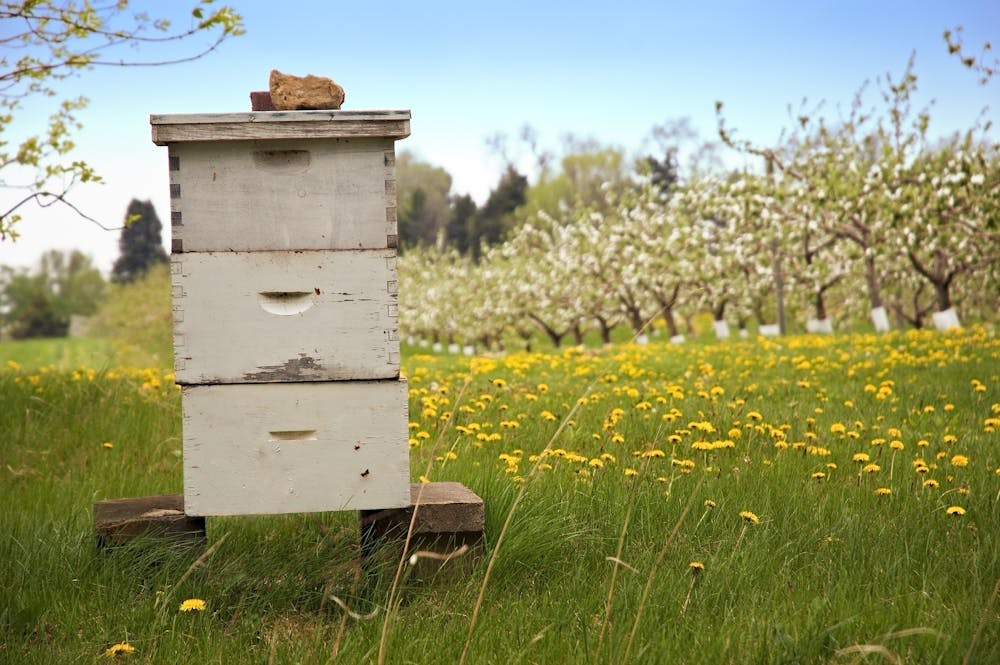 A digital beehive could warn beekeepers when their hives ...