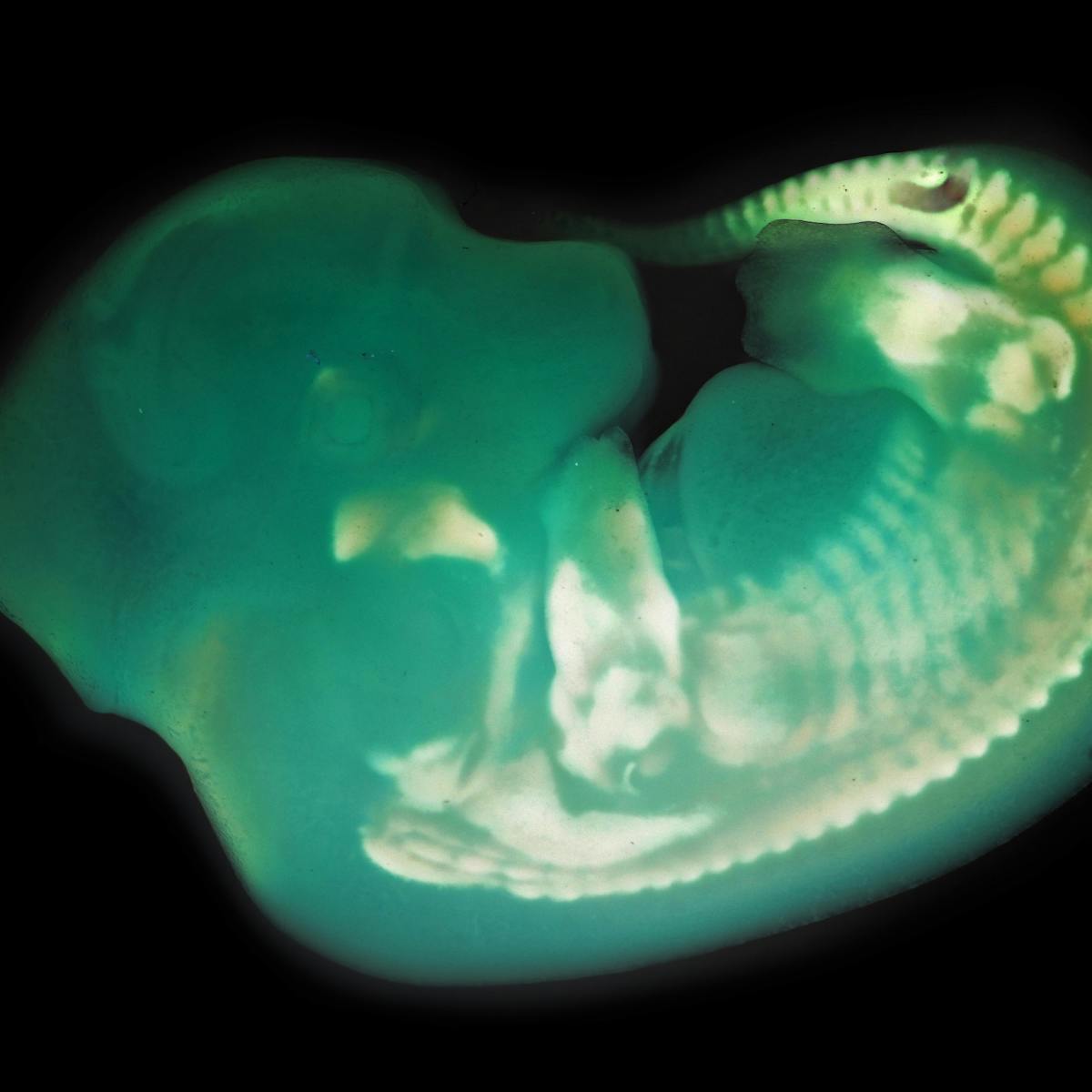 Flipping the genetic 'switch' that makes many animals look alike as embryos
