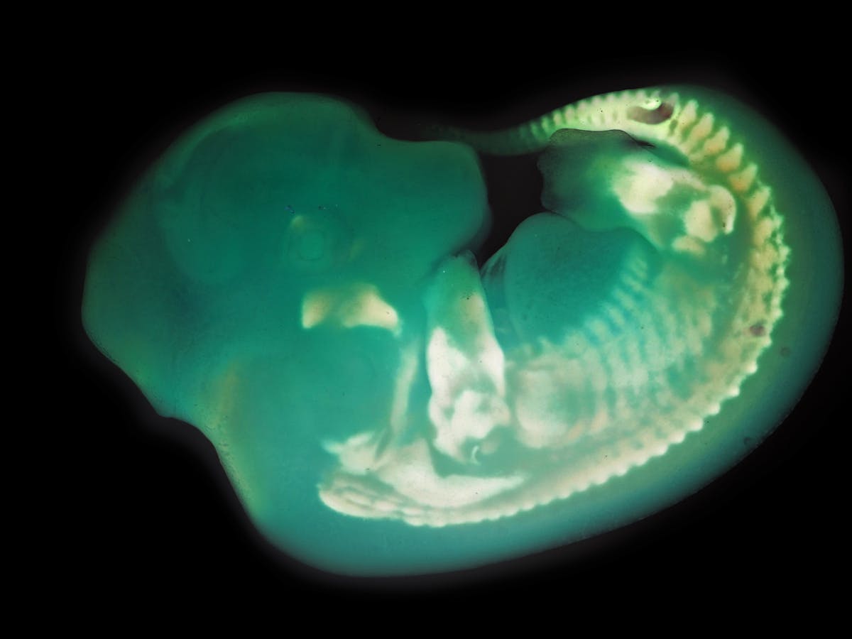 many animals look alike as embryos