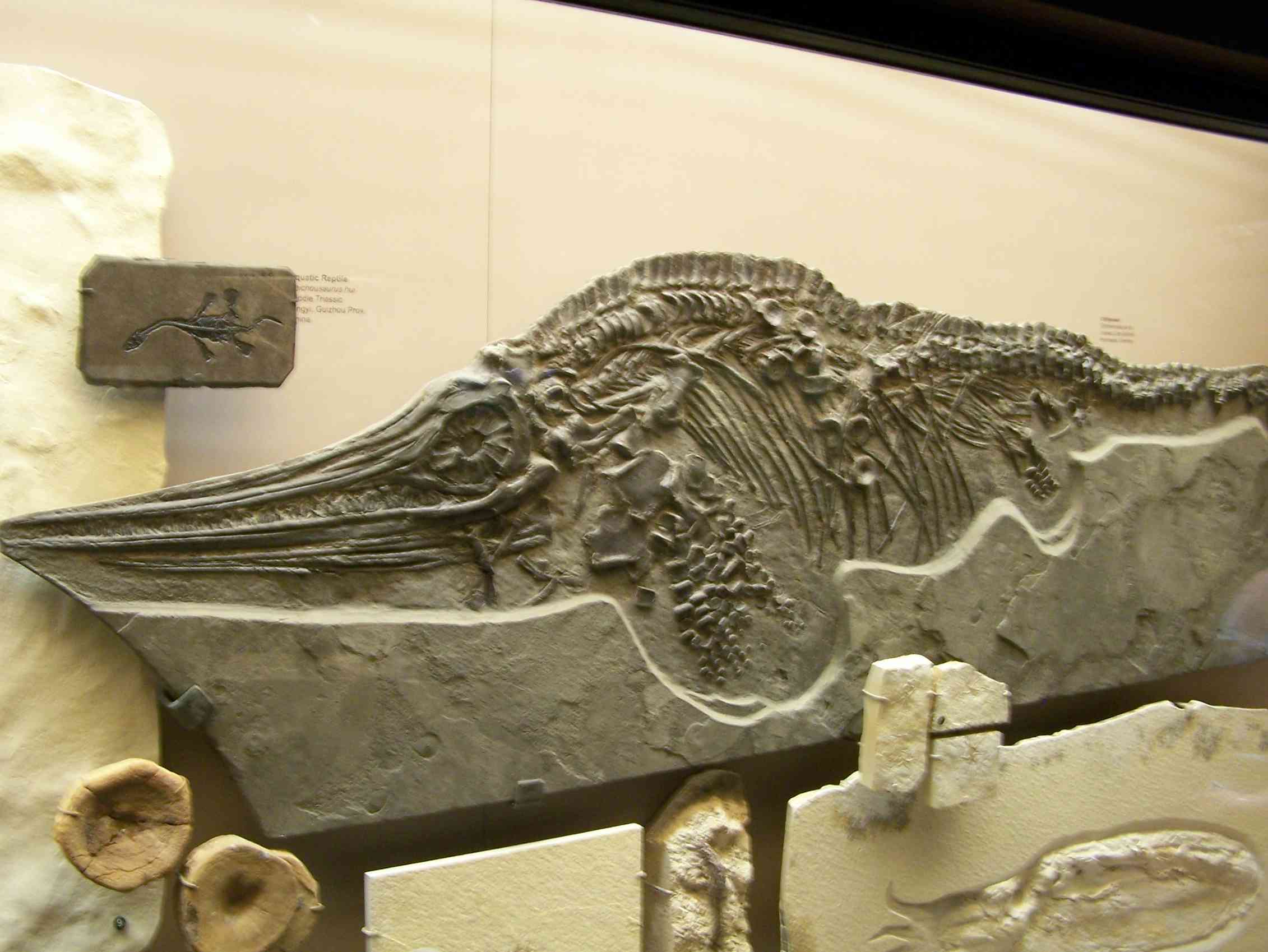 Could Dinosaurs Be Our Distant Cousins? The Bird Human Connection - vldx4jh