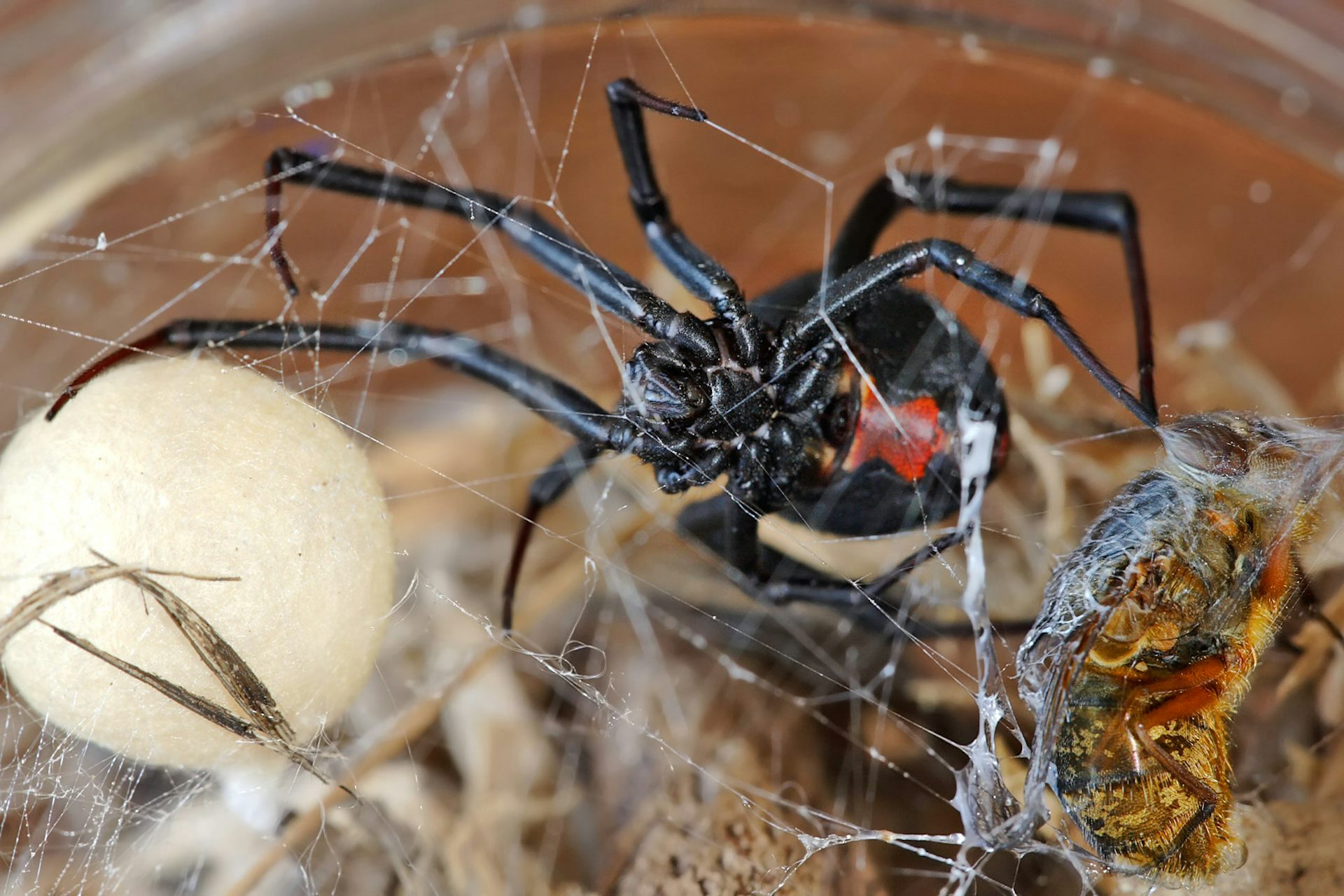 Hidden housemates: the Australian redback spider