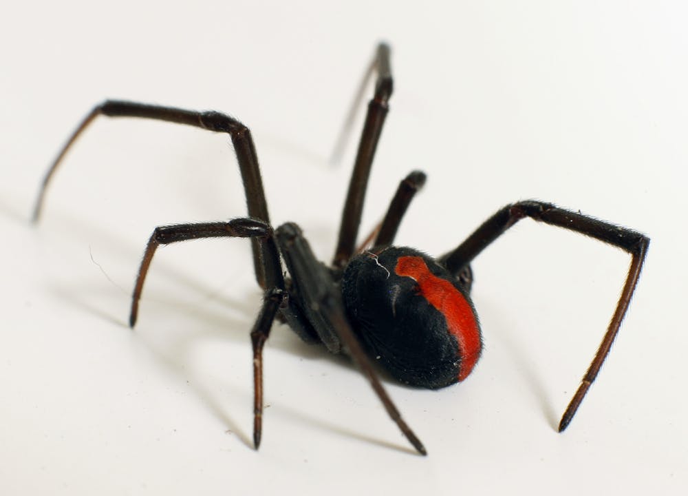 Hidden housemates: Australian spider