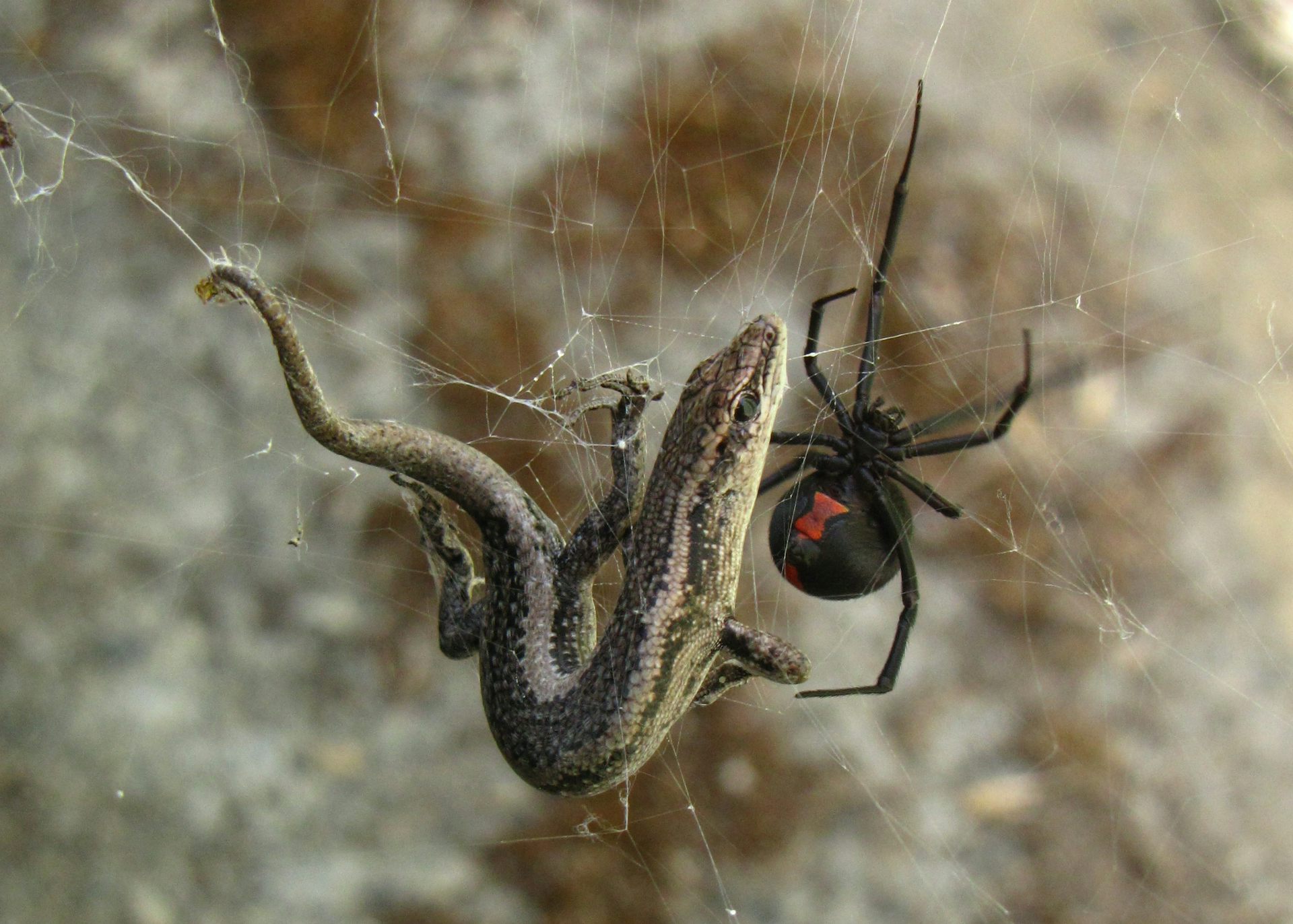 Hidden housemates: the Australian redback spider