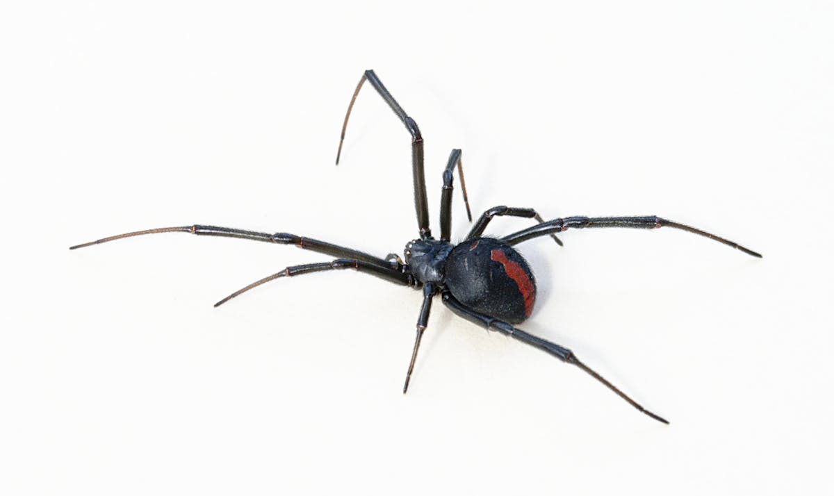 Hidden Housemates The Australian Redback Spider