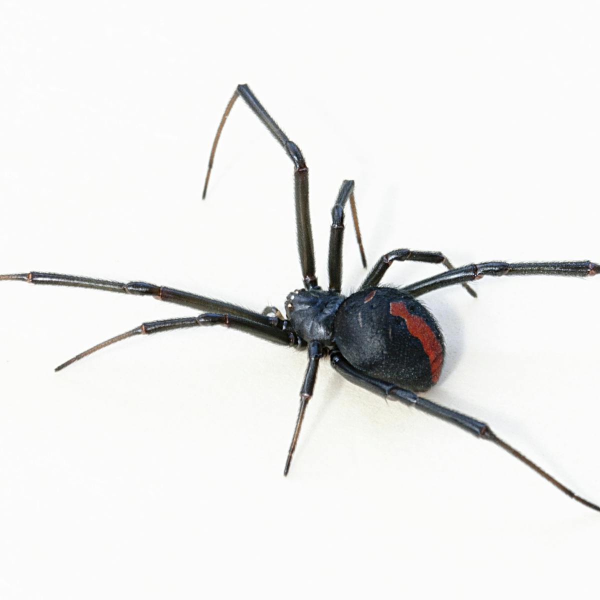 Hidden Housemates The Australian Redback Spider