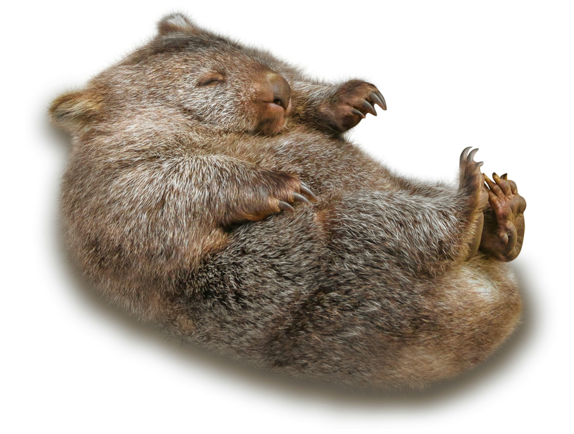 wombat poop plush