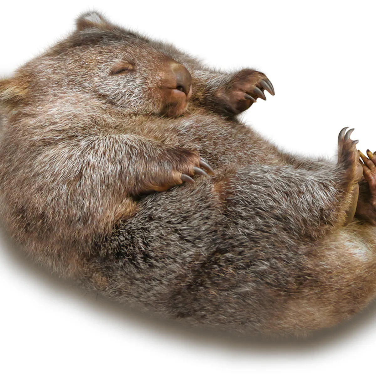 Get Why Do Wombats Do Cube Shaped Poo Desktop Wallpaper Wallpaper Why Do Wombats Do Cube Shaped Poo For Android