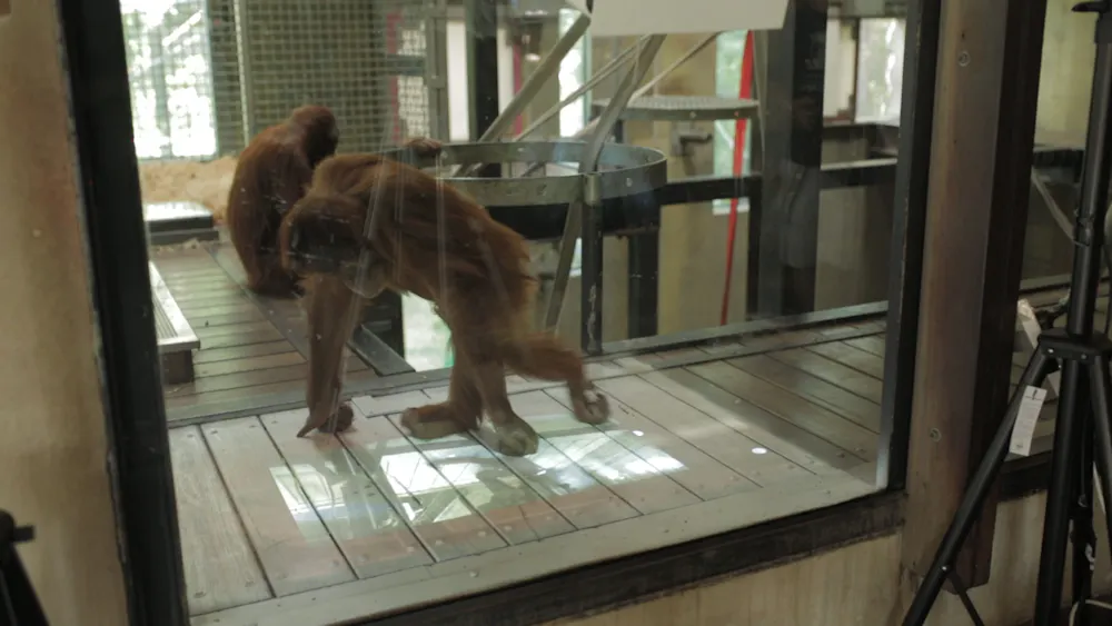 Orangutan Using Computer Orang-utans play video games too, and it can enrich their lives in the zoo