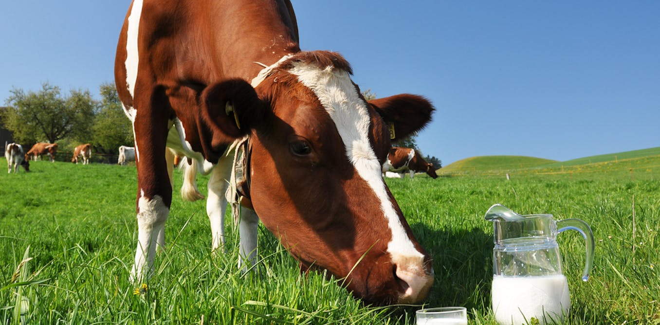 Why some humans developed a taste for milk and some didn’t