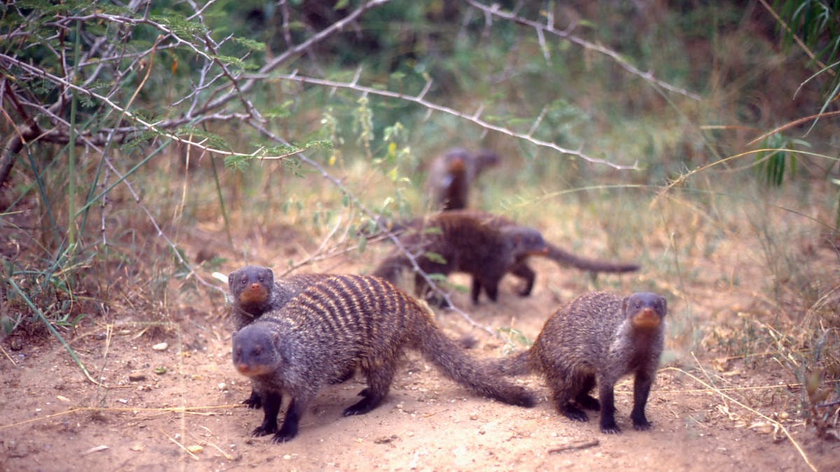 Civil War Among The Mongooses And Why It S All About Sexual