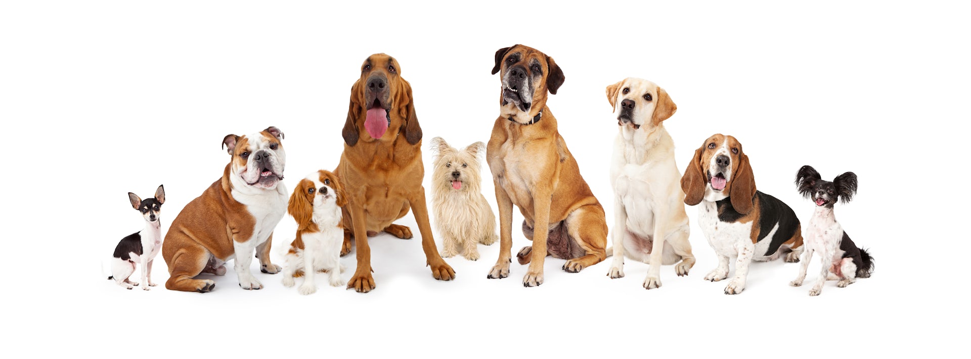 dog breeds and images