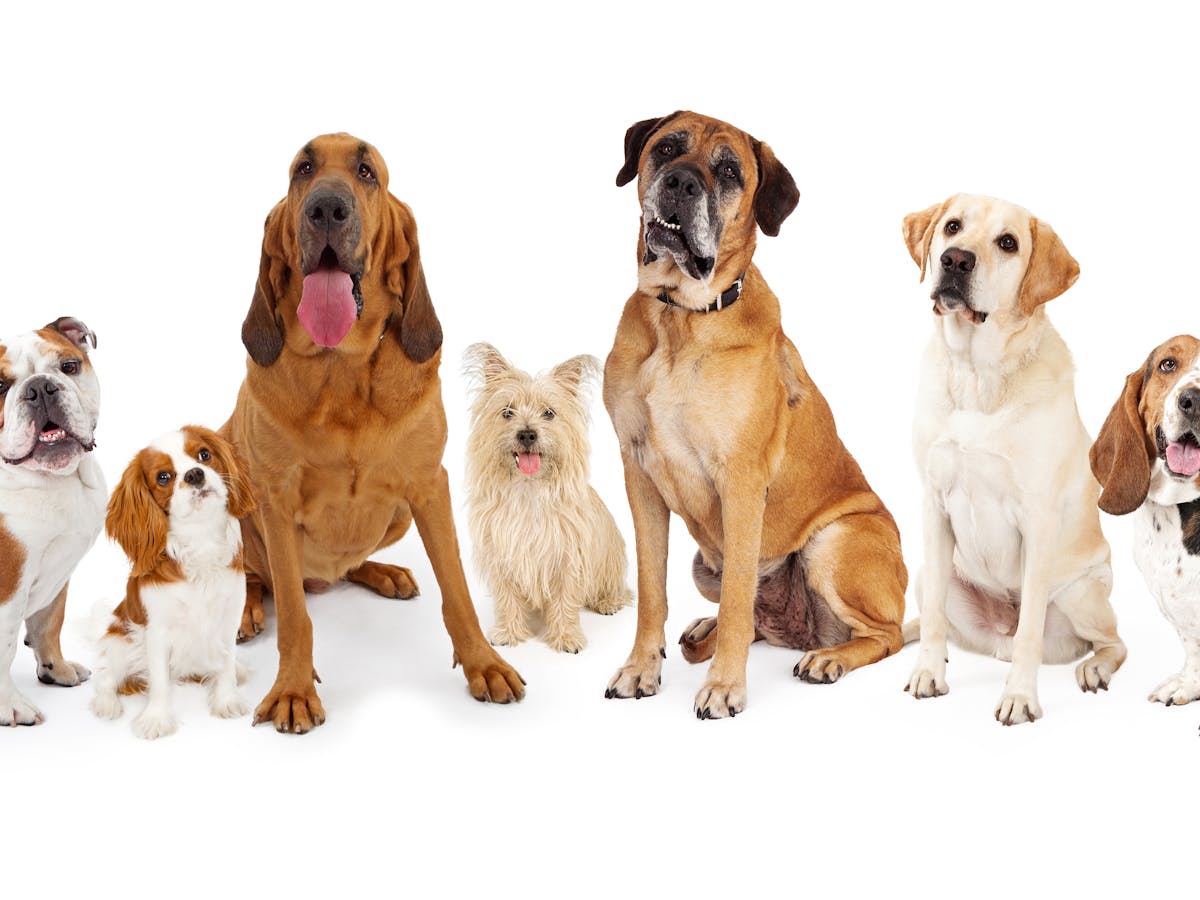 Why dog breeds aren't considered separate species