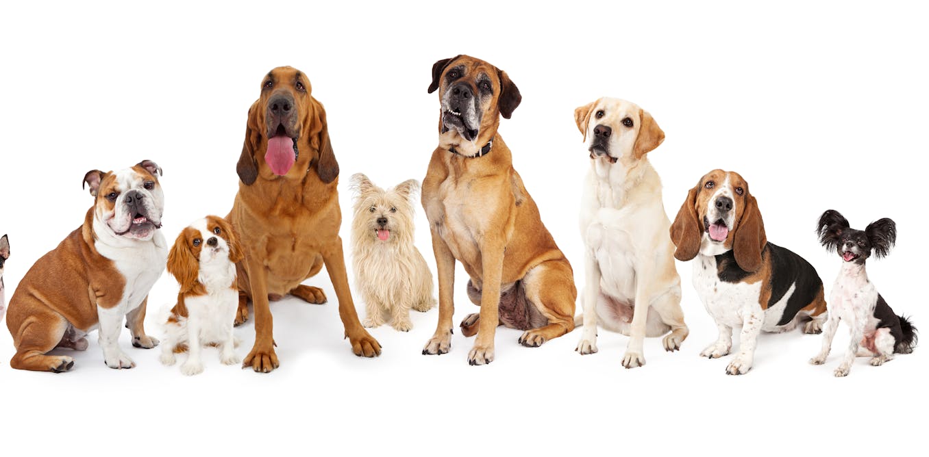 Why dog breeds aren't considered separate species