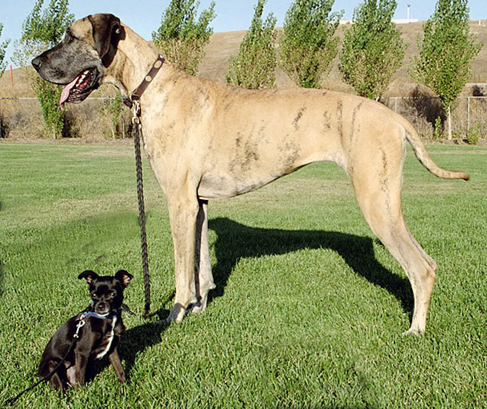 Are Dog Breeds Different Subspecies? Surprising Facts Revealed
