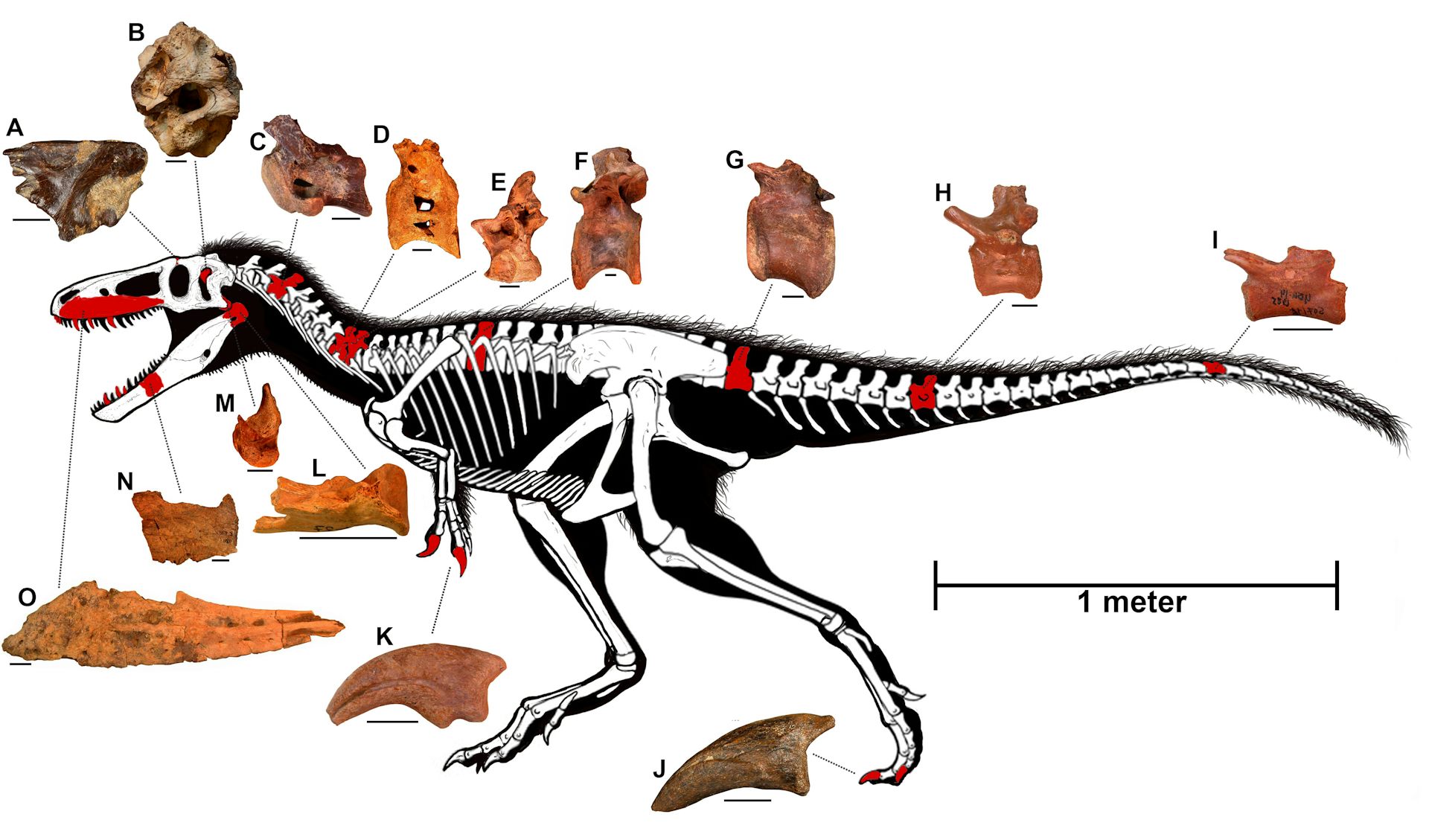 New Tyrannosaur Species Reveals How King Of The Dinosaurs Won Its Crown