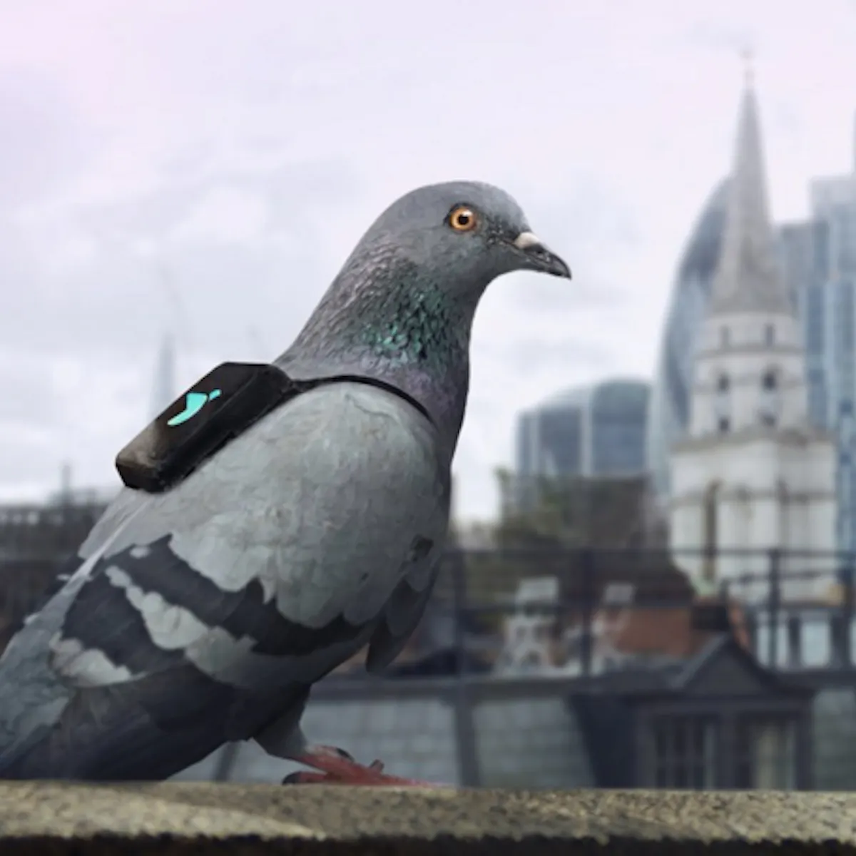 Pigeon Air Patrol A Realistic Way Of Monitoring Pollution Or Cooing Over Unproved Science Pigeon Air Patrol A Realistic Way Of Monitoring Pollution Or Cooing Over Unproved Science