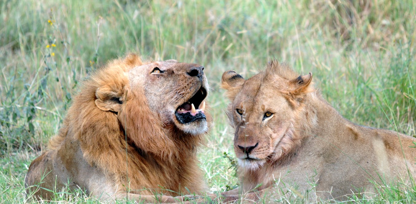 How bringing back predators can change the way prey behaves