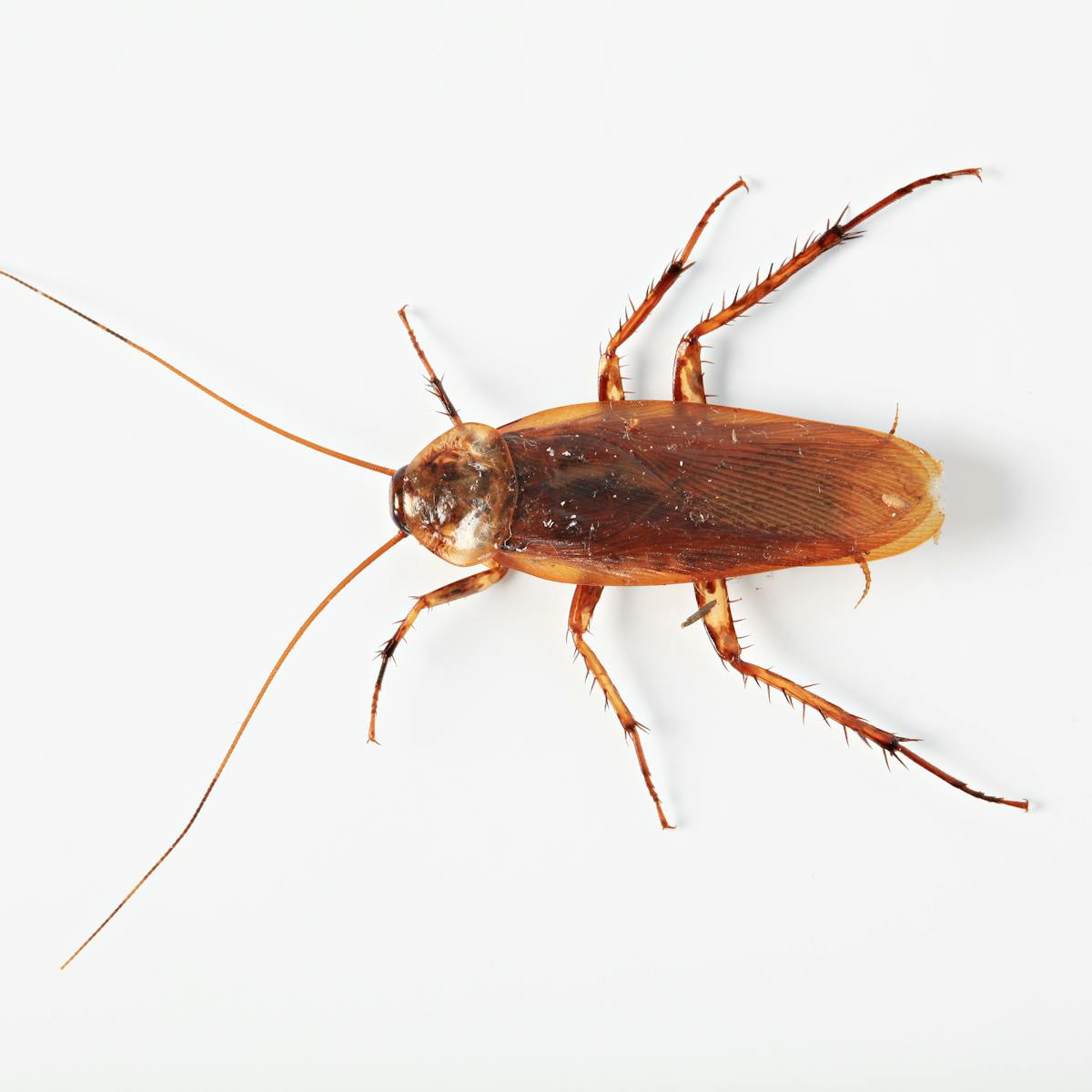 10 Ways To Keep Cockroaches Out Of Your Home