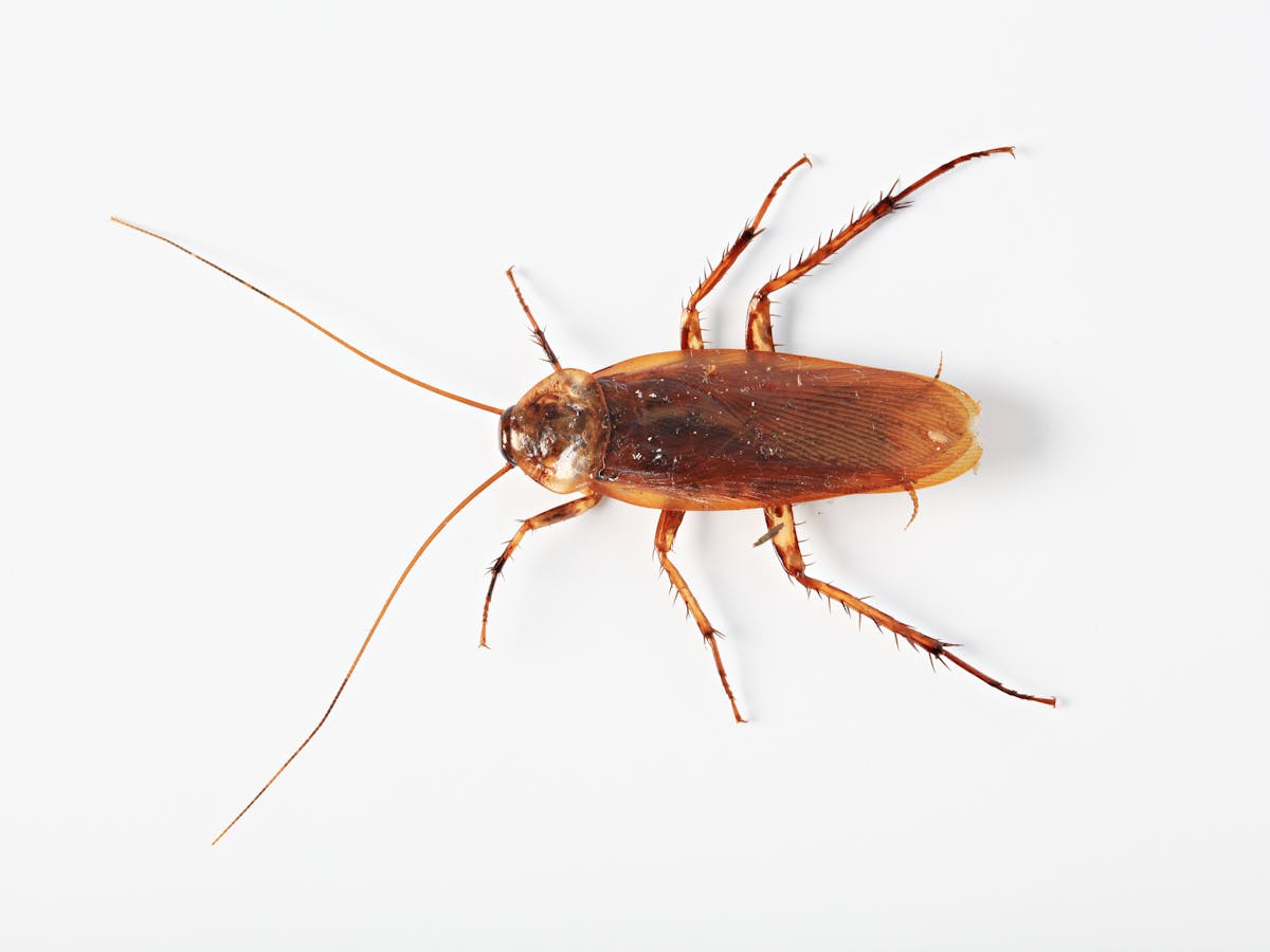 Hidden housemates: cockroaches
