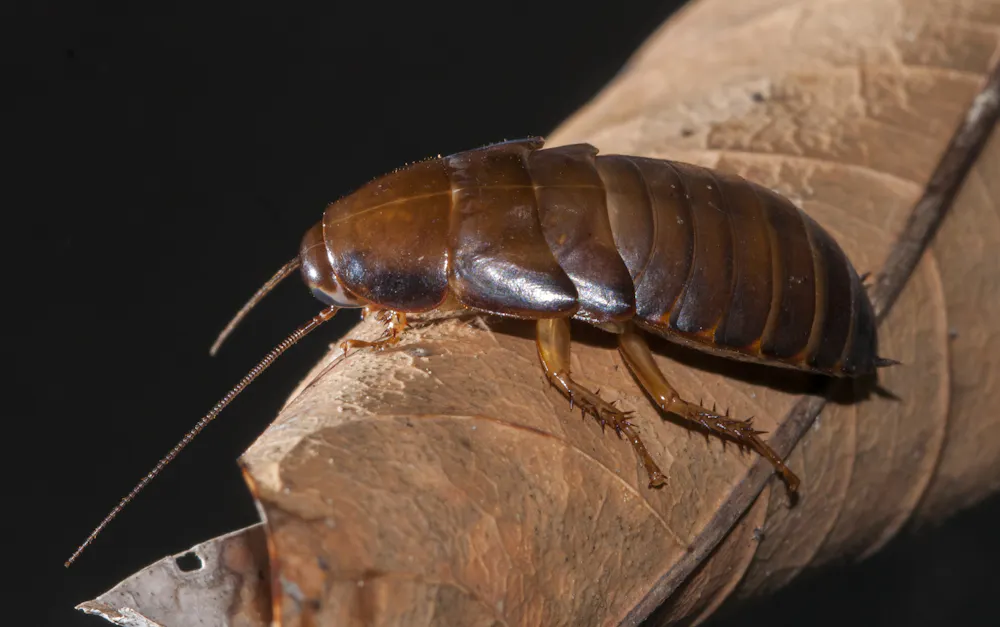 Original Cockroach Ancient Cockroaches Male And Female, Cockroaches, Left Male, Right