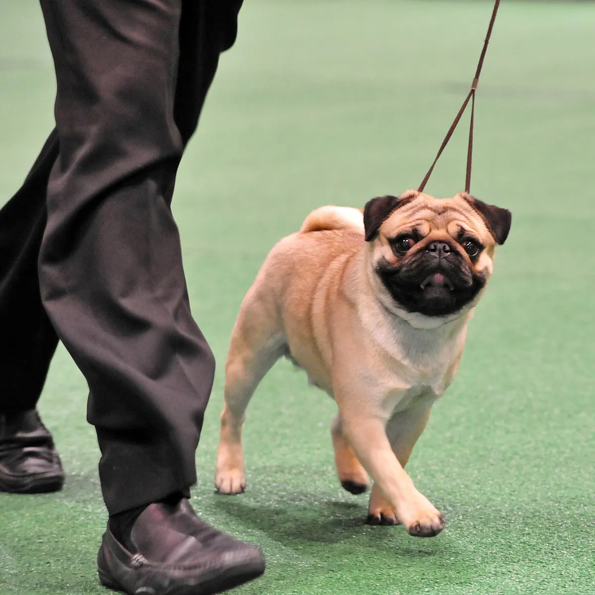 Dog Inbredding What Does Inbreeding Coefficient Mean In Dogs
