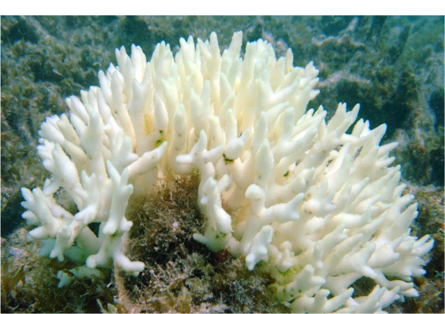 Coral bleaching comes to the Great Barrier Reef as record-breaking ...