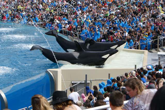 Will the end of breeding orcas at SeaWorld change much for animals in ...