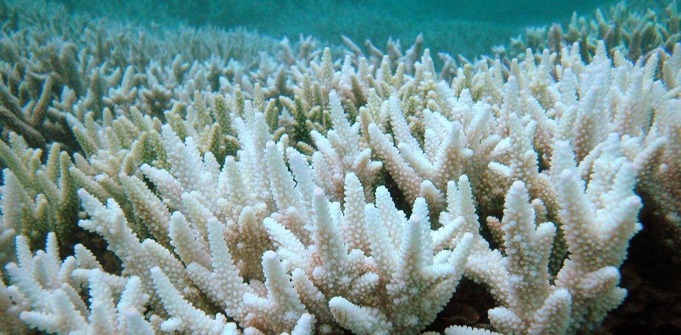 Great Barrier Reef bleaching event: what happens next?
