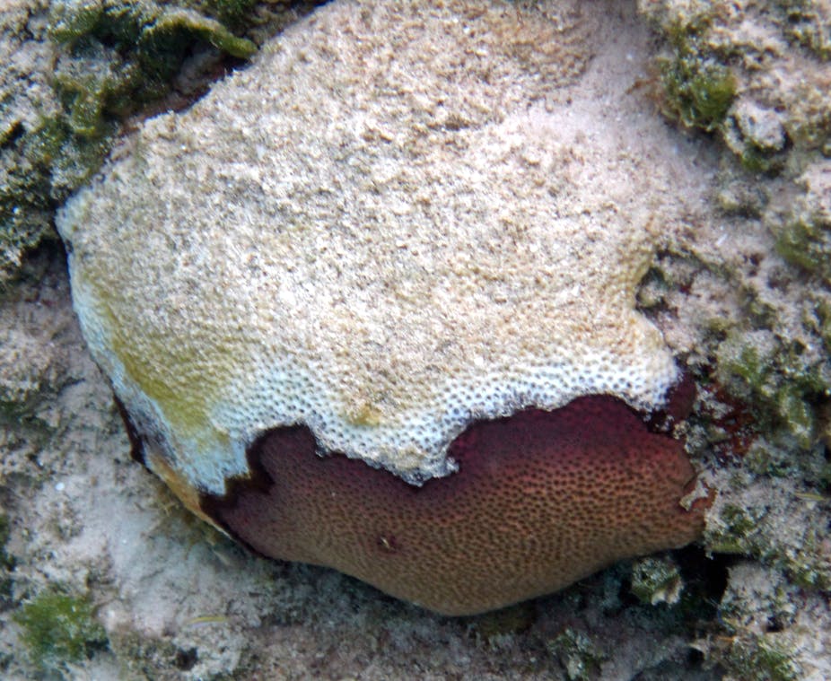 Is global warming causing marine diseases to spread? Is global warming causing marine diseases to spread?