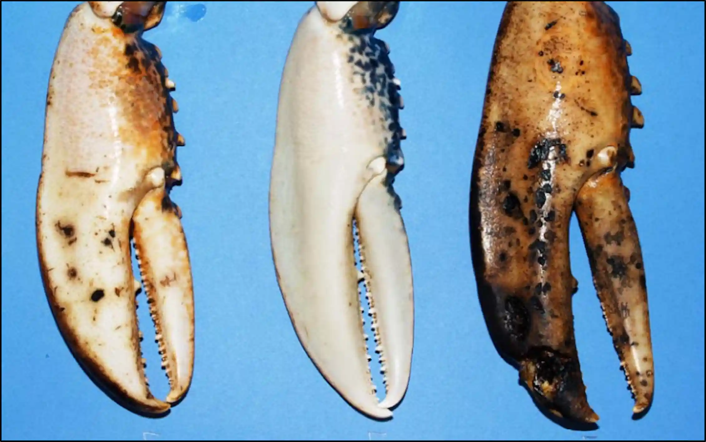Sea Shell Infection Is global warming causing marine diseases to spread?
