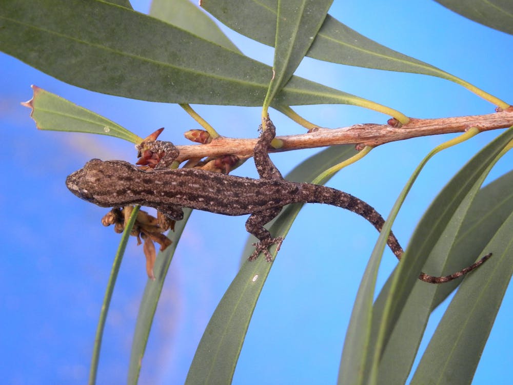 Hidden housemates: a gecko invasion?
