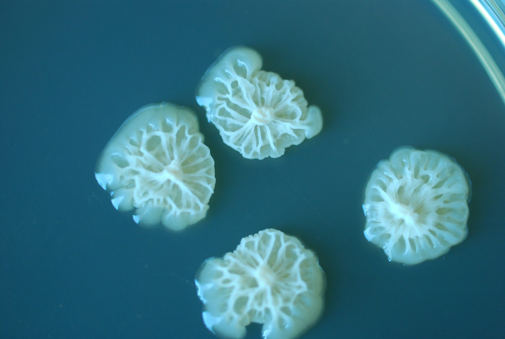 Bacteria found to thrive better in space than on Earth