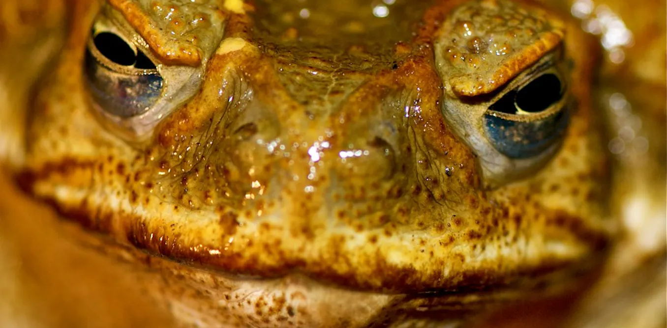 Great invader’s poison could also be its downfall