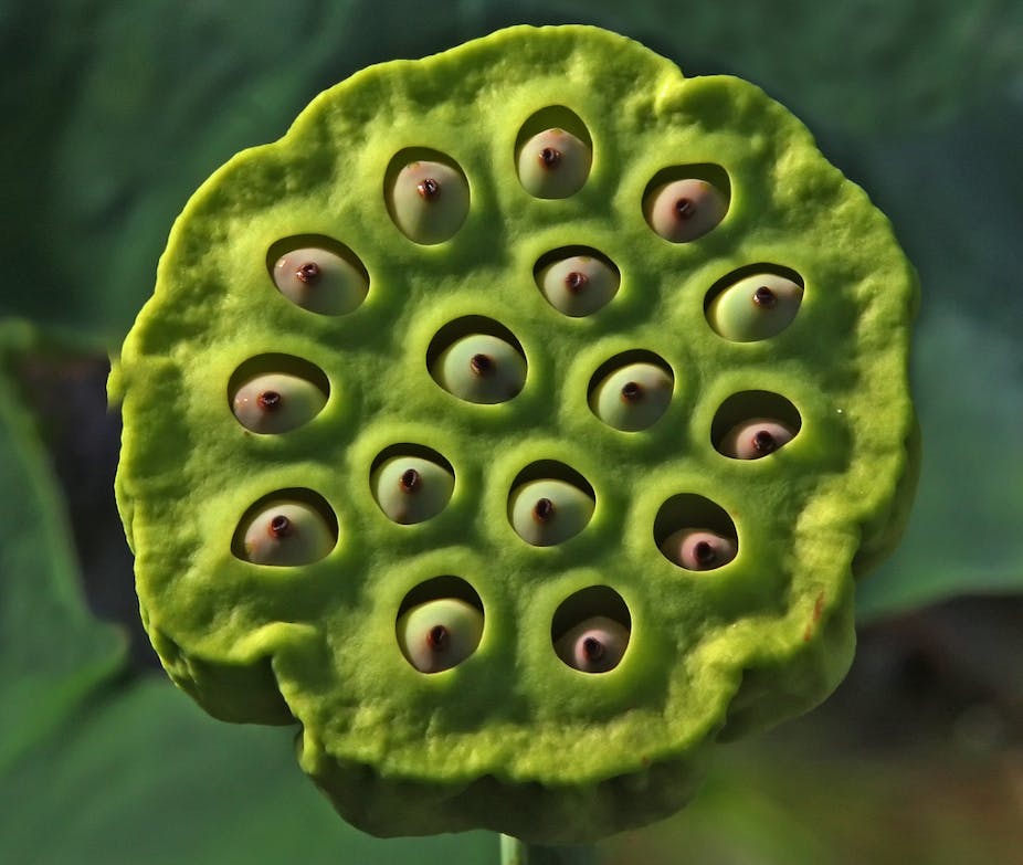 Trypophobia What Is