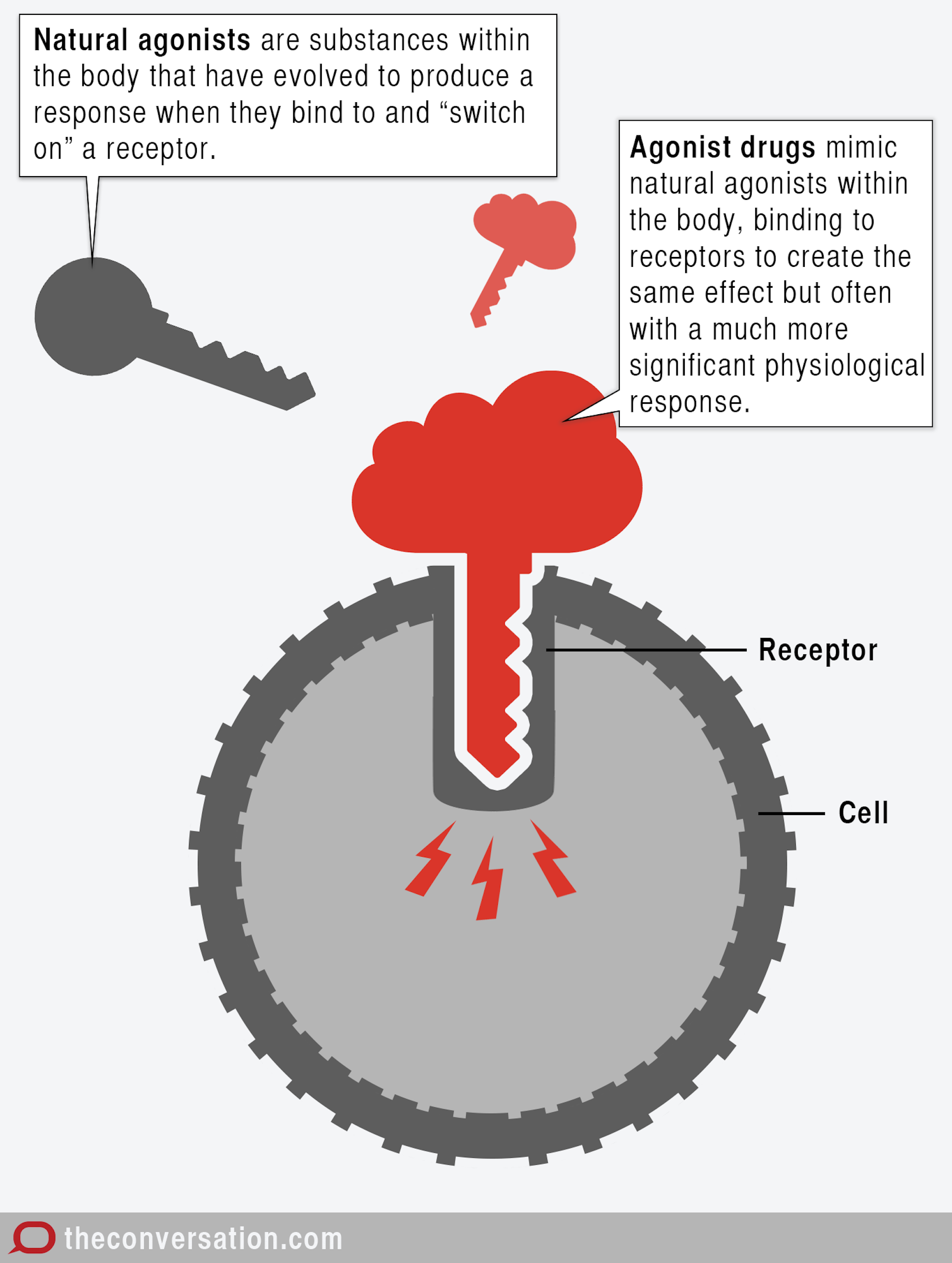 endorphin agonist endorphin agonist