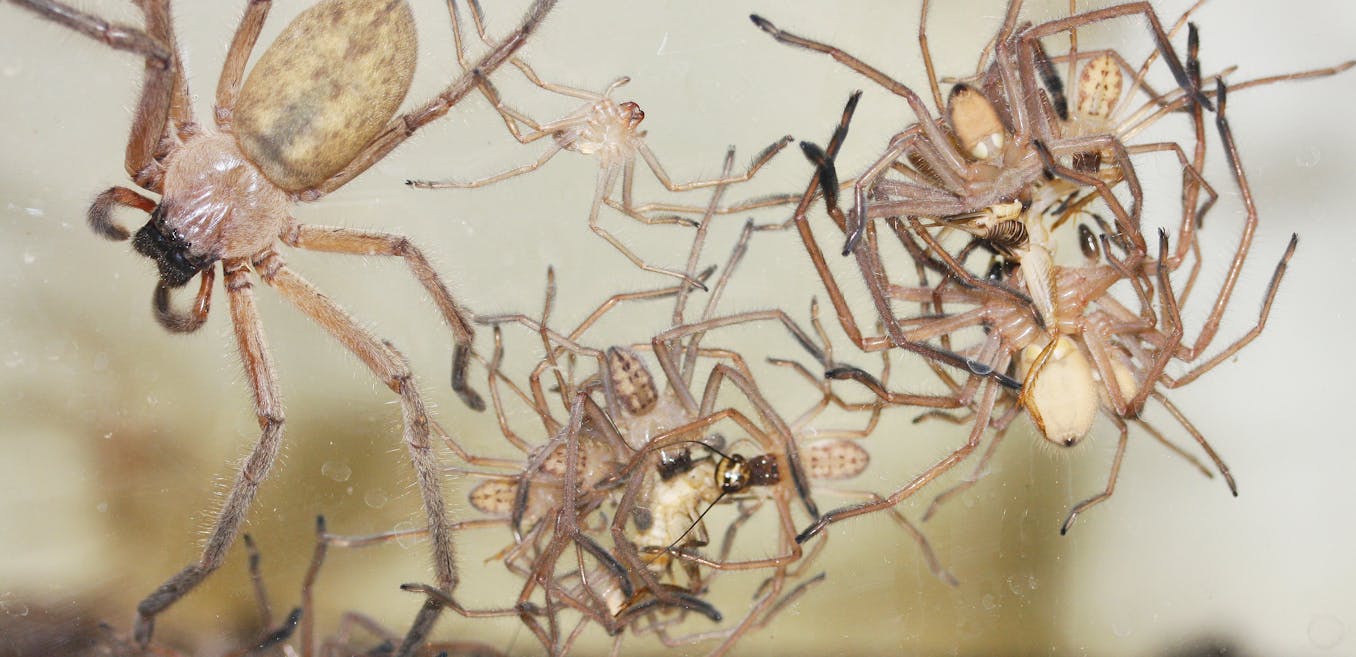 radius Stikke ud Skalk Hidden housemates: Australia's huge and hairy huntsman spiders