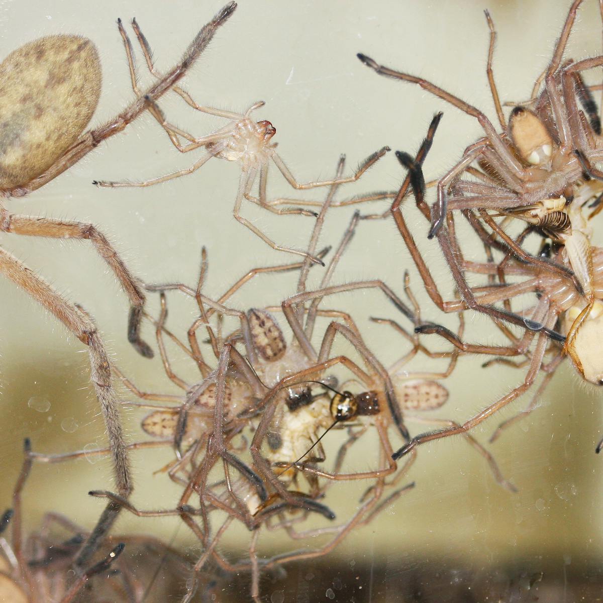 Hidden Housemates Australia S Huge And Hairy Huntsman Spiders
