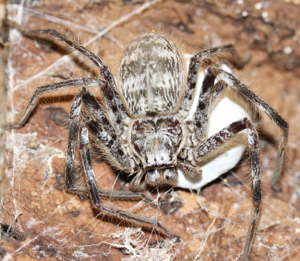 Hidden Housemates Australia S Huge And Hairy Huntsman Spiders