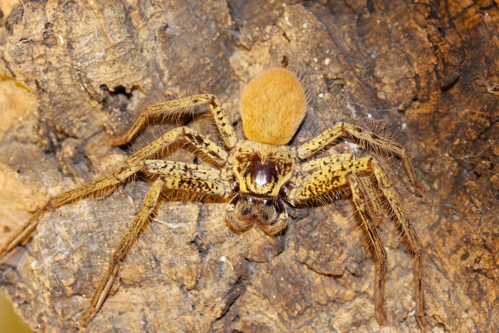 Hidden housemates: huge and hairy huntsman spiders