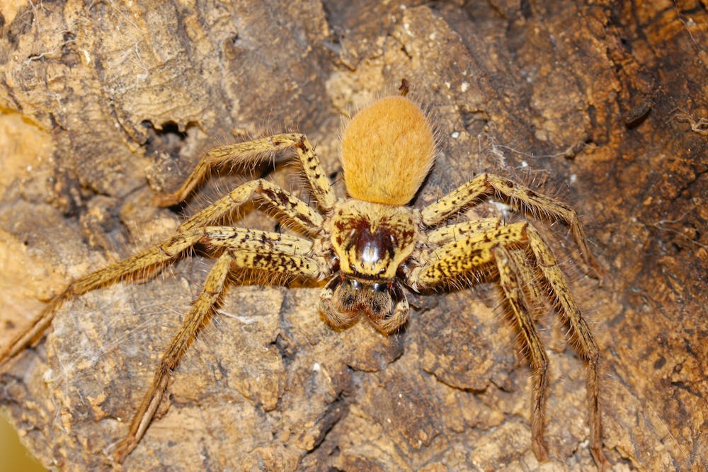 Hidden Housemates Australia S Huge And Hairy Huntsman Spiders