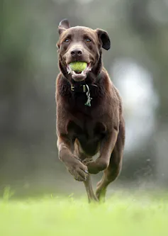 Is There A Place For Dogs In Public Spaces, Or Must They Make Do With ‘dog Parks’? is there a place for dogs in public spaces, or must they make do with ‘dog parks’?