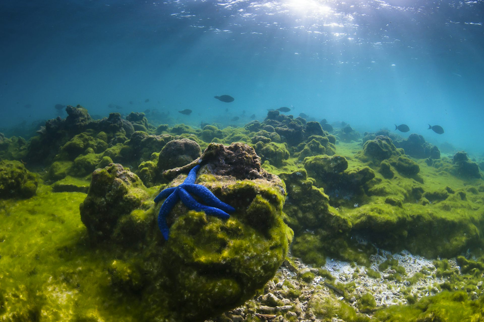 Banning Fishing Has Helped Parts Of The Great Barrier Reef Recover From ...