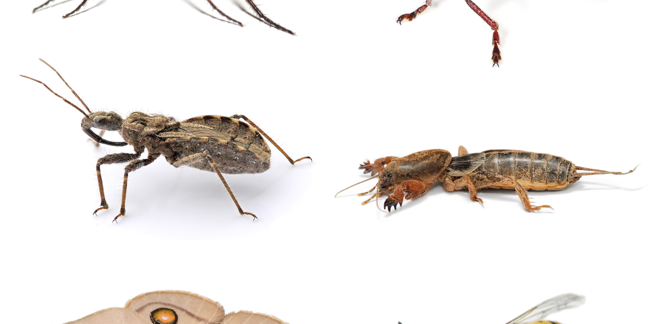 Learn more about the insects and mini-beasts in your own backyard