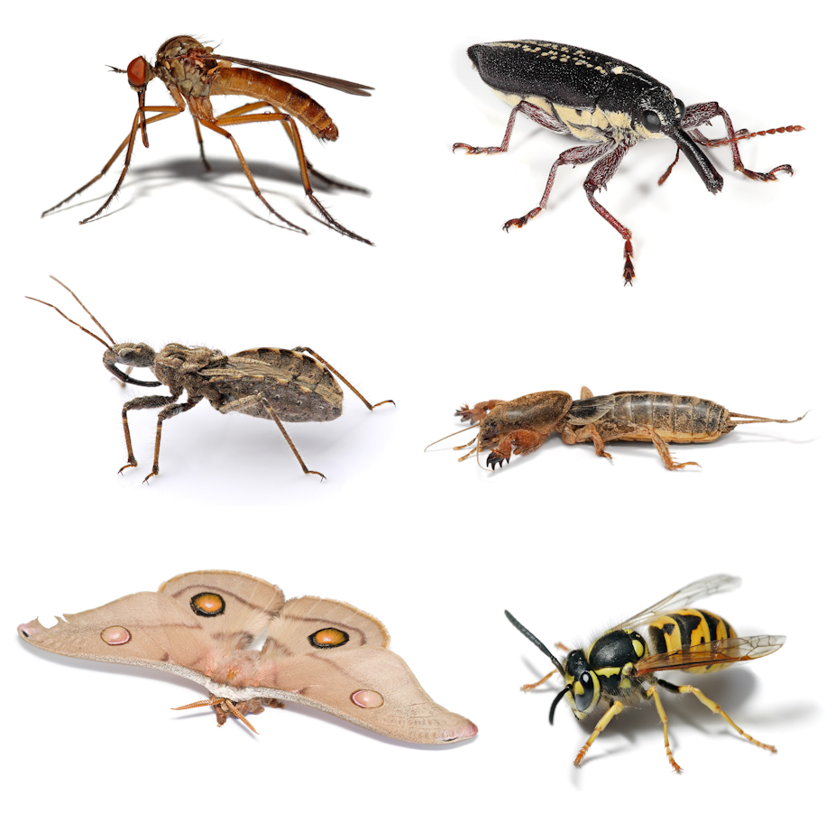 Learn more about the insects and mini-beasts in your own backyard