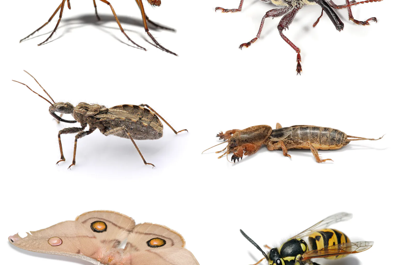 Mini Beasts Learn more about the insects and mini-beasts in your own backyard