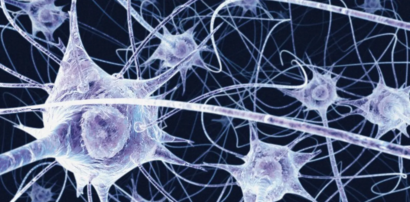 New autism research: a nutrient called carnitine might counteract gene mutations linked with ASD risks New autism research: a nutrient called carnitine might counteract gene mutations linked with ASD risks
