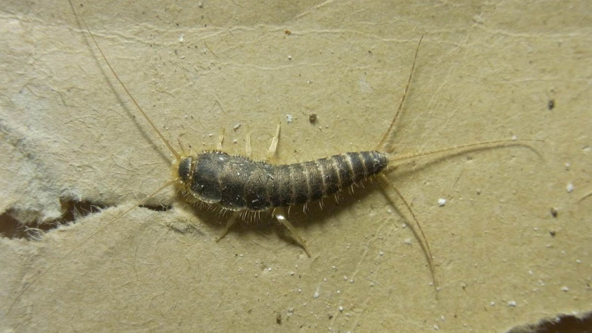 Hidden Housemates Book Loving Silverfish Hidden Housemates Book Loving Silverfish